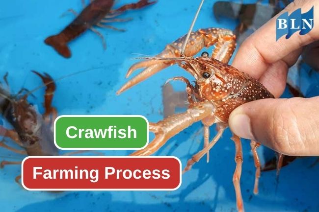 Learn How Crawfish Farming Process Works 